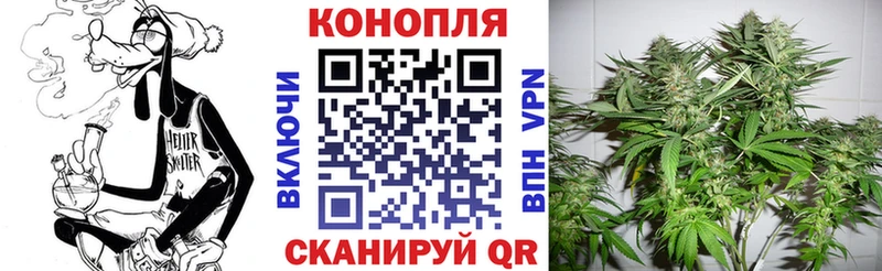 Купить Вольск Каннабис сатива